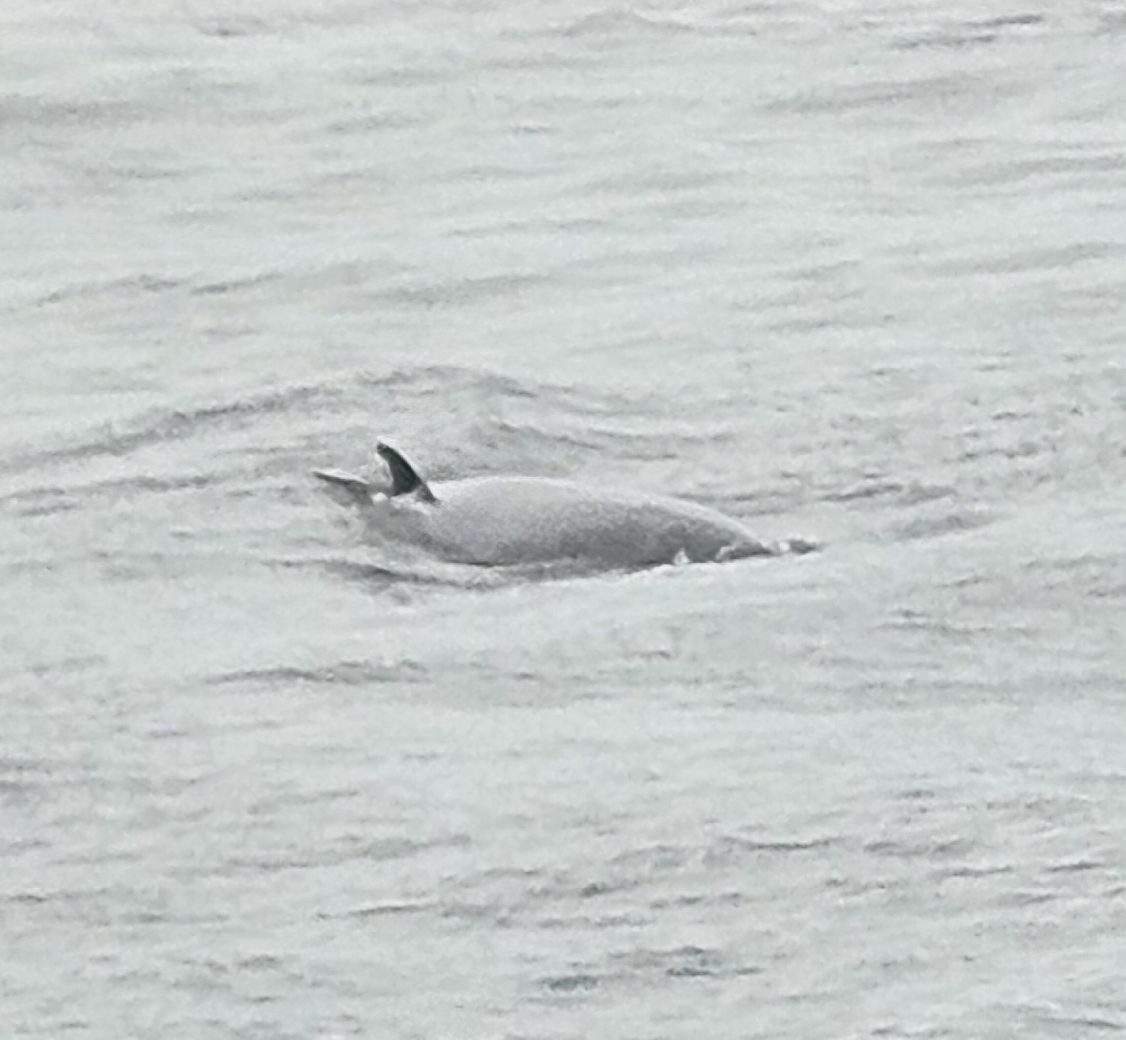 21 août – Tadoussac